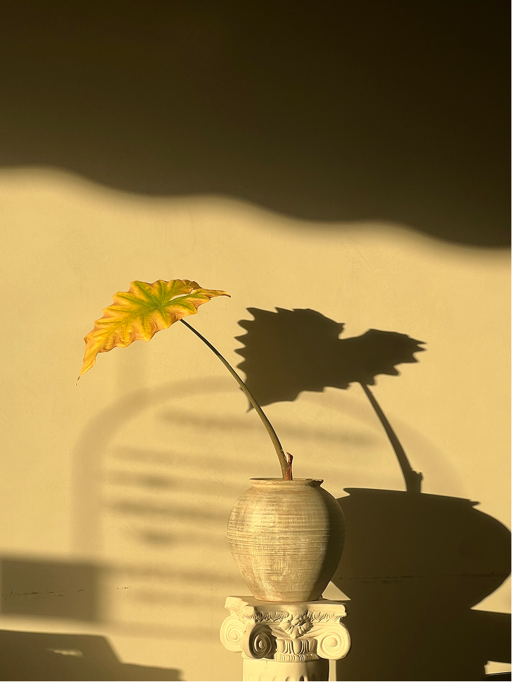 Plant in afternoon light
